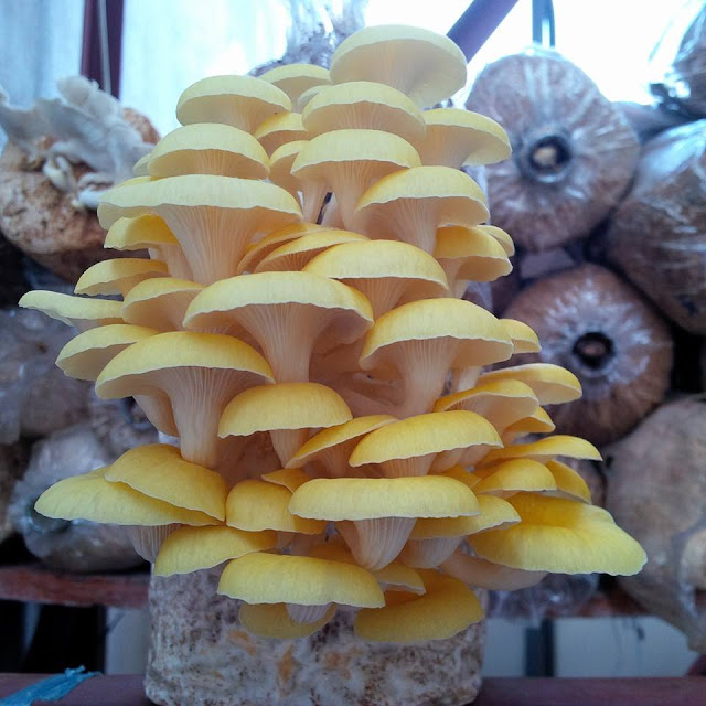 Nấm Bào ngư vàng tươi