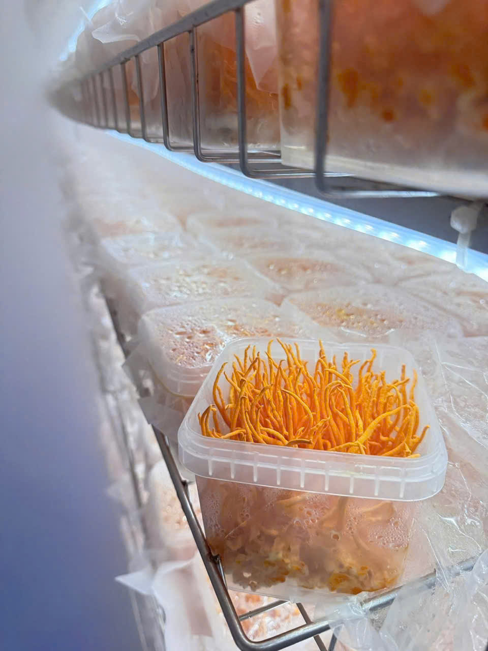 Nấm Đông trùng hạ thảo tươi