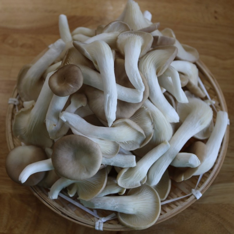 Nấm Bào ngư xám tươi