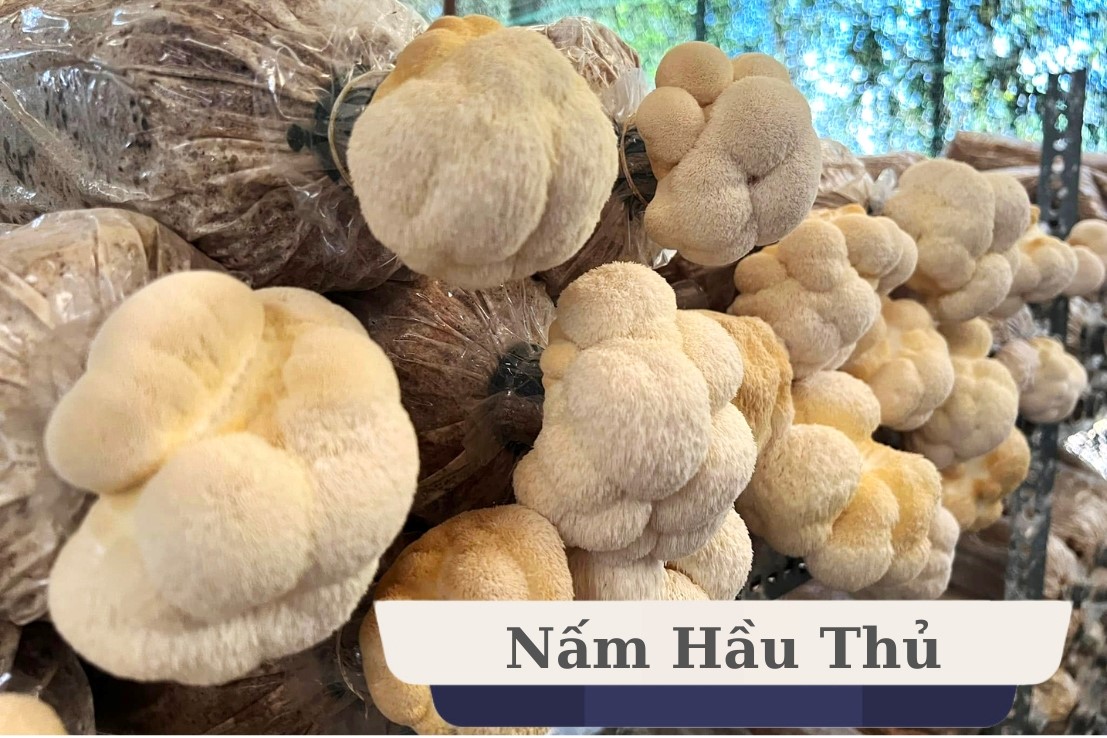 Nấm Hầu Thủ là gì?