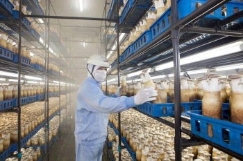 DỰ ÁN VÙNG TRỒNG NẤM CÔNG NGHỆ CAO