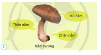 Nấm hương là gì ?