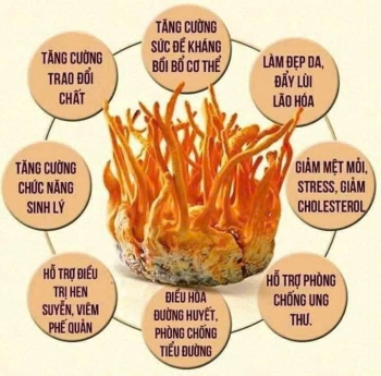 CÔNG DỤNG ĐÔNG TRÙNG HẠ THẢO ĐỐI VỚI UNG THƯ VÚ