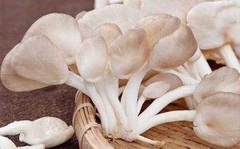 Nấm Bào ngư trắng