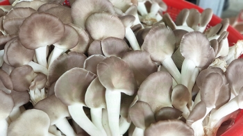 Nấm Bào ngư xám tươi