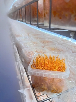 Nấm Đông trùng hạ thảo tươi