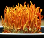 Đông trùng hạ thảo khối tươi