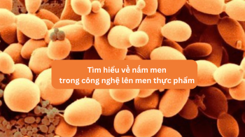Các loại nấm lên men phổ biến trong ngành thực phẩm và thay thế protein